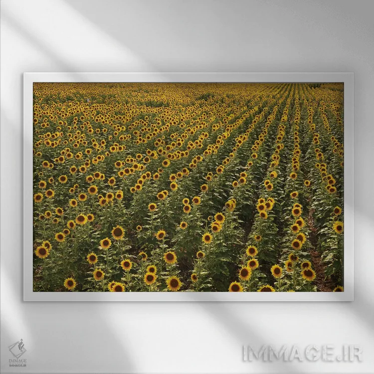 تابلو مزرعه آفتابگردان کانزاس اثر برایان ولف - نمای قابدار سفید
