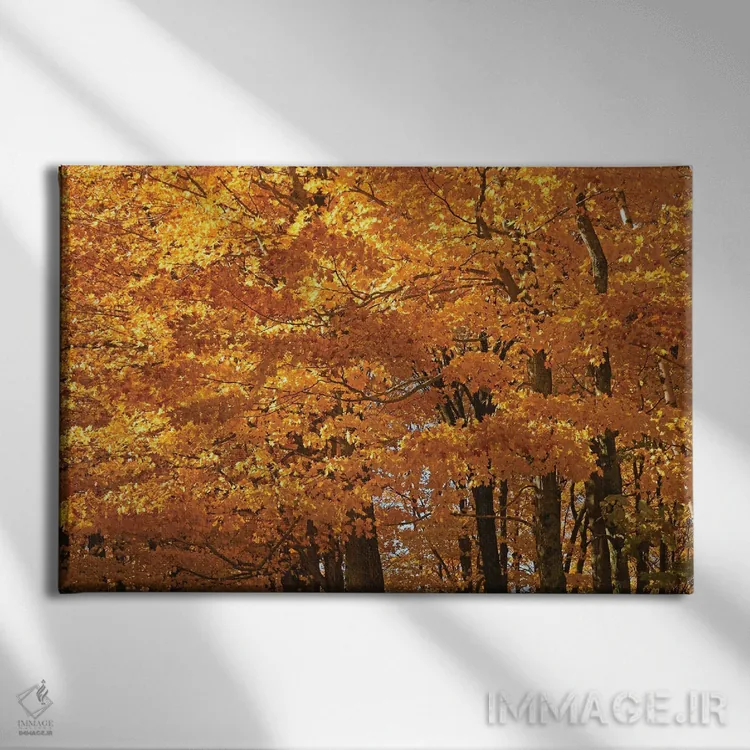 تابلو افراهای آفتابگرفته اثر برایان ولف - نمای روبهرو روی دیوار