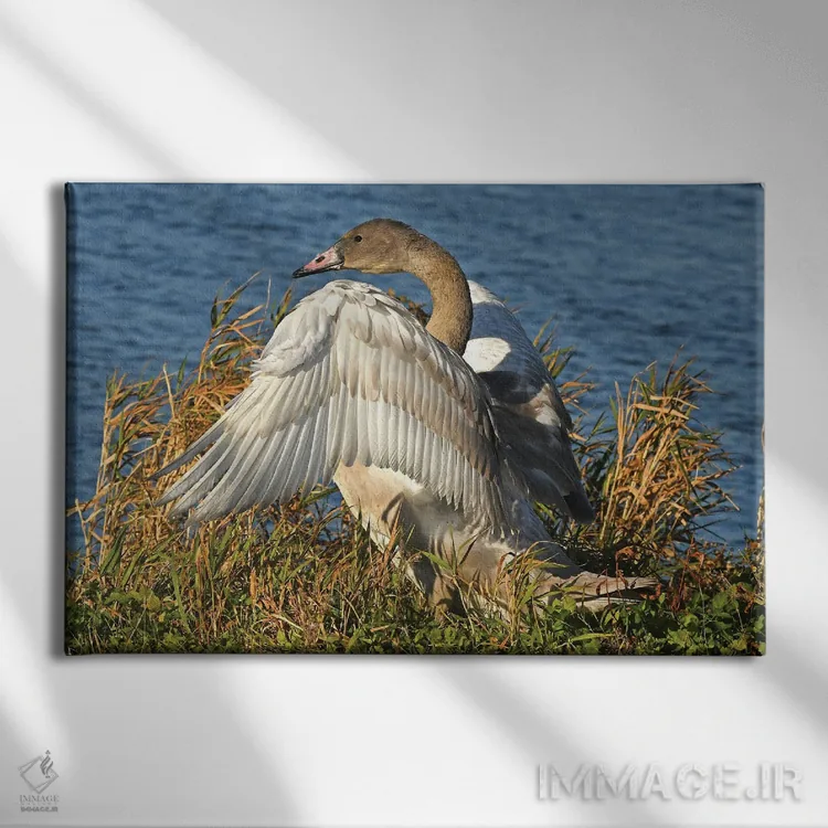 تابلو ورزش کردن اثر برایان ولف - نمای روبهرو روی دیوار