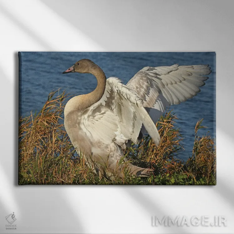 تابلو کشش بزرگ اثر برایان ولف - نمای روبهرو روی دیوار