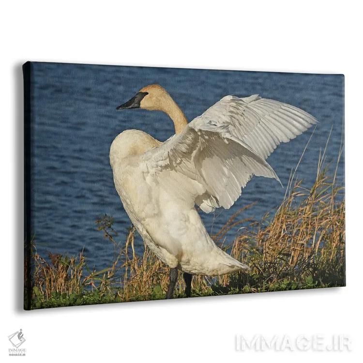 تابلو کشش اثر برایان ولف - نمای پرسپکتیو محصول