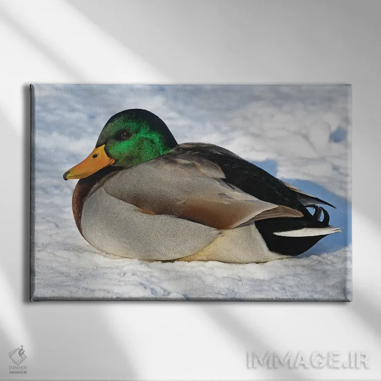 تابلو اردک سرد اثر برایان ولف - نمای روبهرو روی دیوار