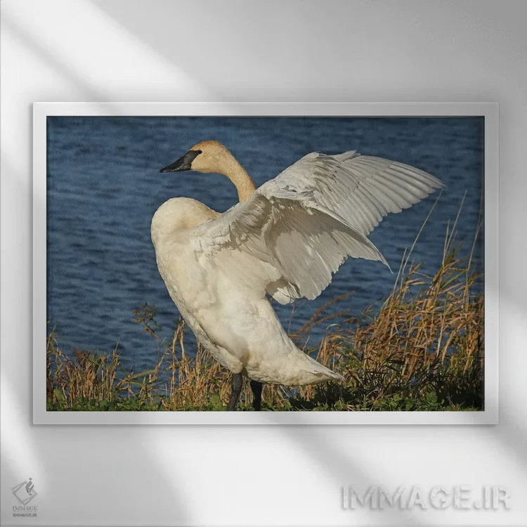 تابلو کشش اثر برایان ولف - نمای قابدار سفید