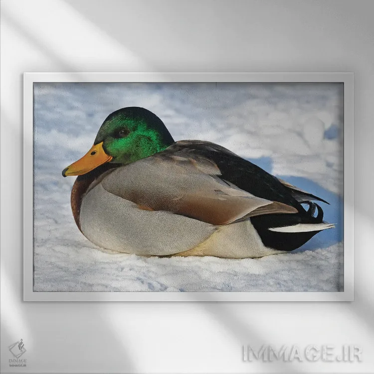 تابلو اردک سرد اثر برایان ولف - نمای قابدار سفید