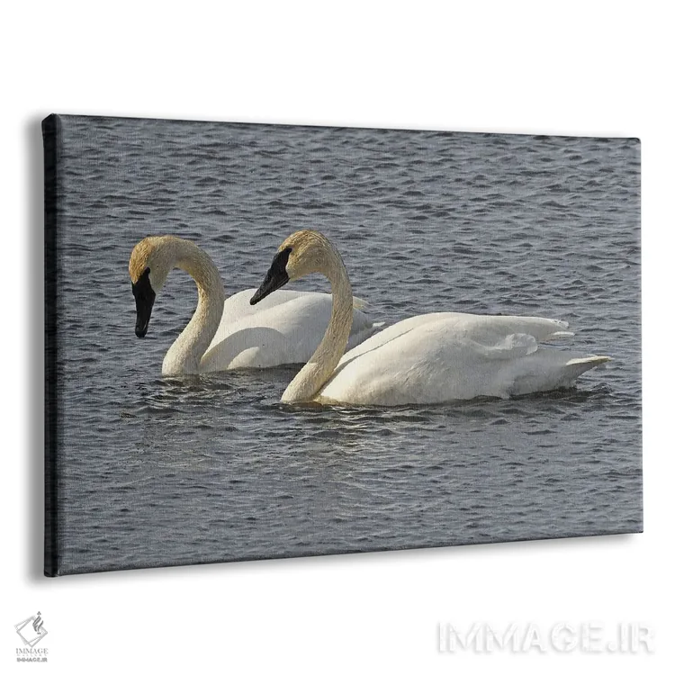 تابلو جفت قو شیپورزن اثر برایان ولف - نمای پرسپکتیو محصول