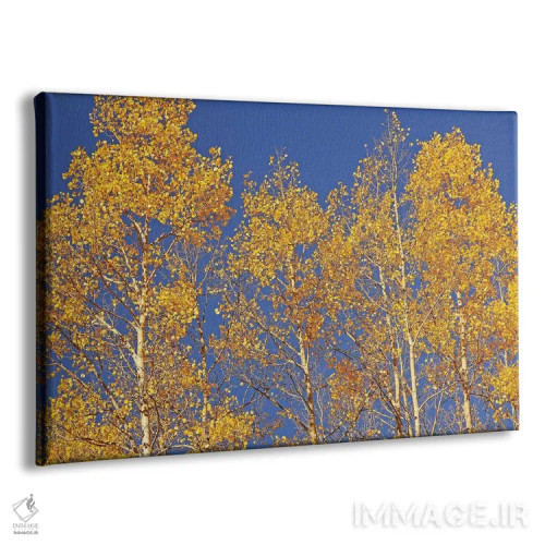 تابلو صنوبرهای زیر آسمان آبی اثر برایان ولف - نمای پرسپکتیو محصول