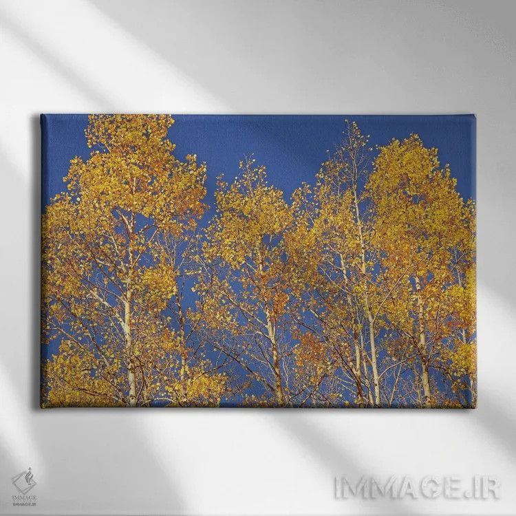 تابلو صنوبرهای زیر آسمان آبی اثر برایان ولف - نمای روبهرو روی دیوار