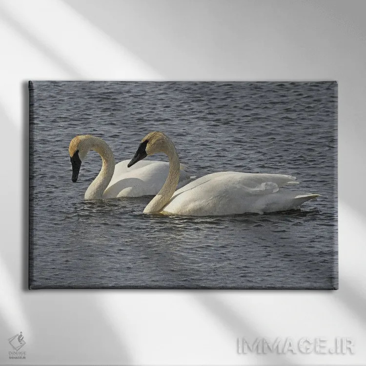 تابلو جفت قو شیپورزن اثر برایان ولف - نمای روبهرو روی دیوار