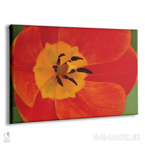 تابلو جزئیات لاله نارنجی اثر برایان ولف - نمای پرسپکتیو محصول