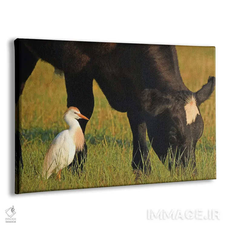 تابلو گاوچران کوچک و گاو اثر برایان ولف - نمای پرسپکتیو محصول