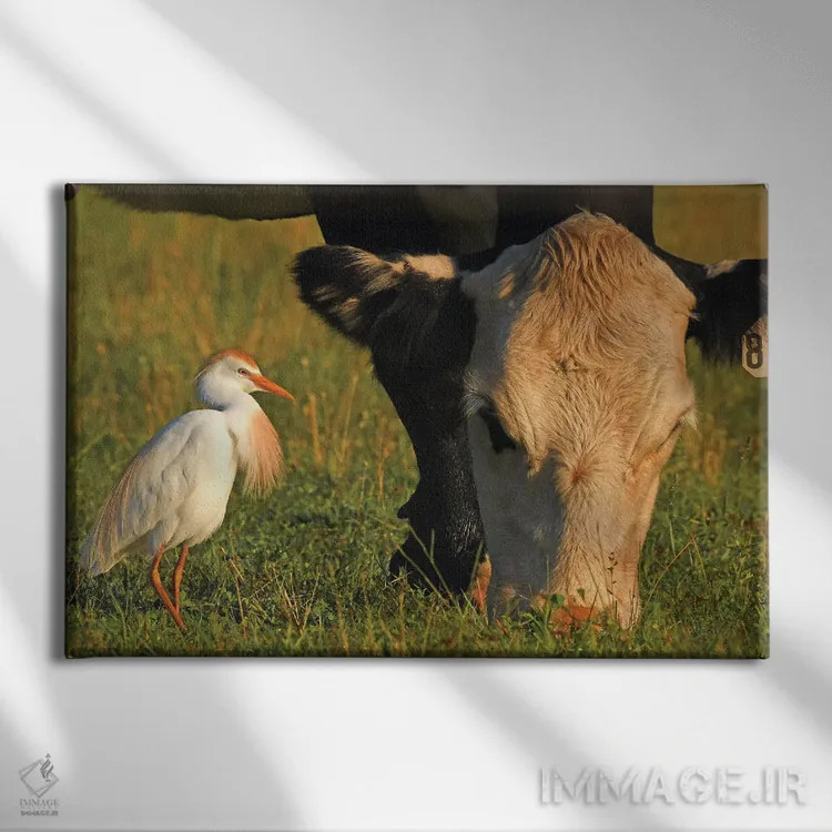 تابلو قار قار سفید گاوی (پرنده) اثر برایان ولف - نمای روبهرو روی دیوار