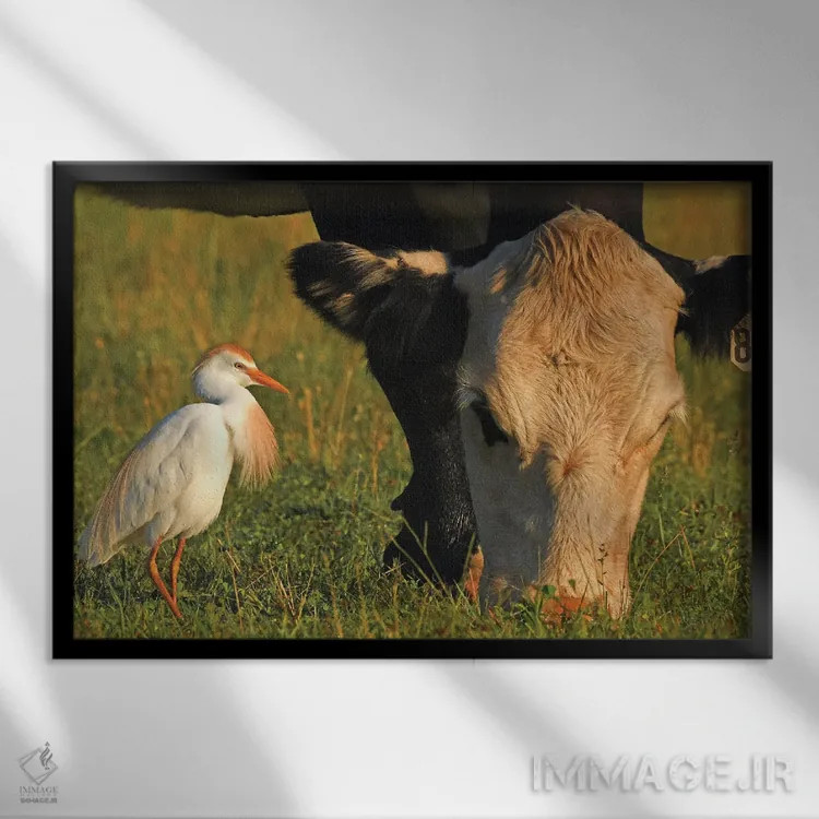 تابلو قار قار سفید گاوی (پرنده) اثر برایان ولف - نمای قابدار مشکی