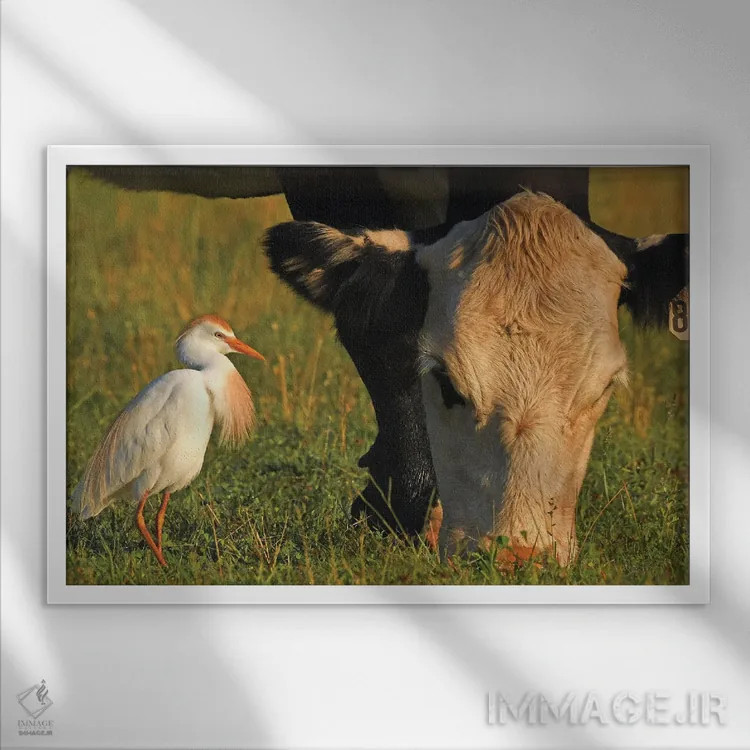 تابلو قار قار سفید گاوی (پرنده) اثر برایان ولف - نمای قابدار سفید