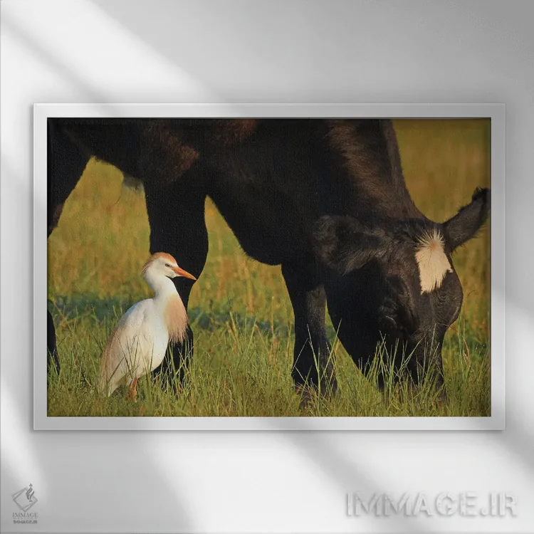 تابلو گاوچران کوچک و گاو اثر برایان ولف - نمای قابدار سفید