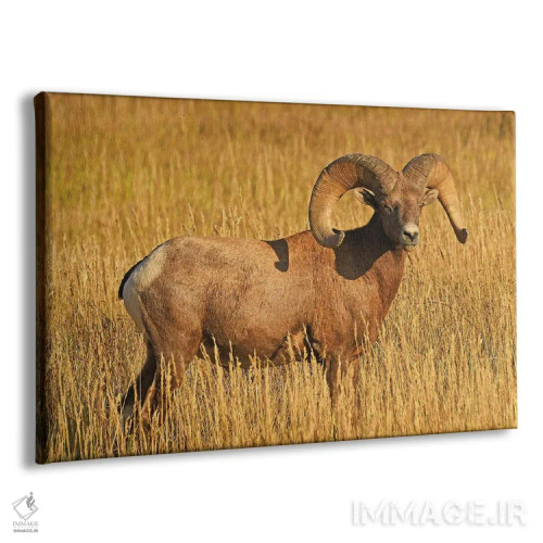 تابلو نمای نیمرخ قوچ شاخبزرگ اثر برایان ولف - نمای پرسپکتیو محصول