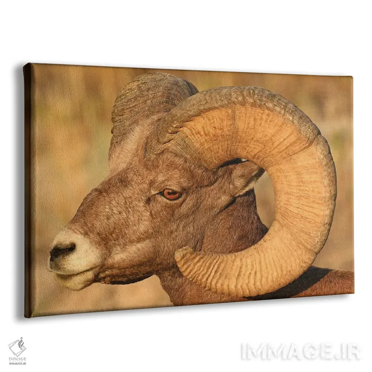تابلو نمای سر قوچ شاخبزرگ اثر برایان ولف - نمای پرسپکتیو محصول