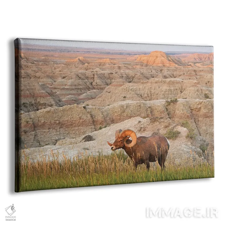 تابلو قوچ شاخبزرگ در طلوع آفتاب اثر برایان ولف - نمای پرسپکتیو محصول