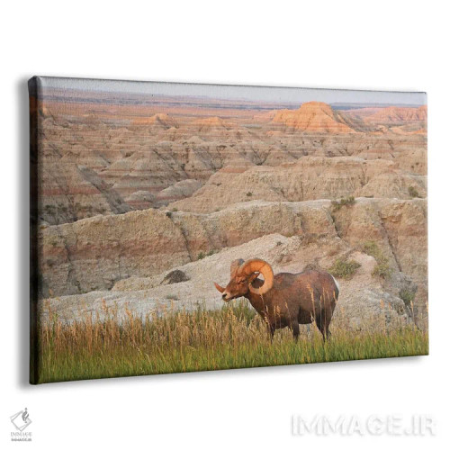 تابلو قوچ شاخبزرگ در طلوع آفتاب اثر برایان ولف - نمای پرسپکتیو محصول