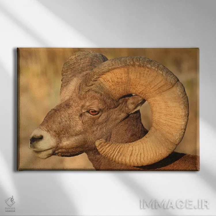 تابلو نمای سر قوچ شاخبزرگ اثر برایان ولف - نمای روبهرو روی دیوار