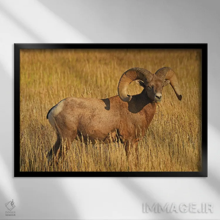 تابلو نمای نیمرخ قوچ شاخبزرگ اثر برایان ولف - نمای قابدار مشکی