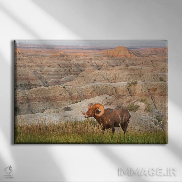 تابلو قوچ شاخبزرگ در طلوع آفتاب اثر برایان ولف - نمای روبهرو روی دیوار