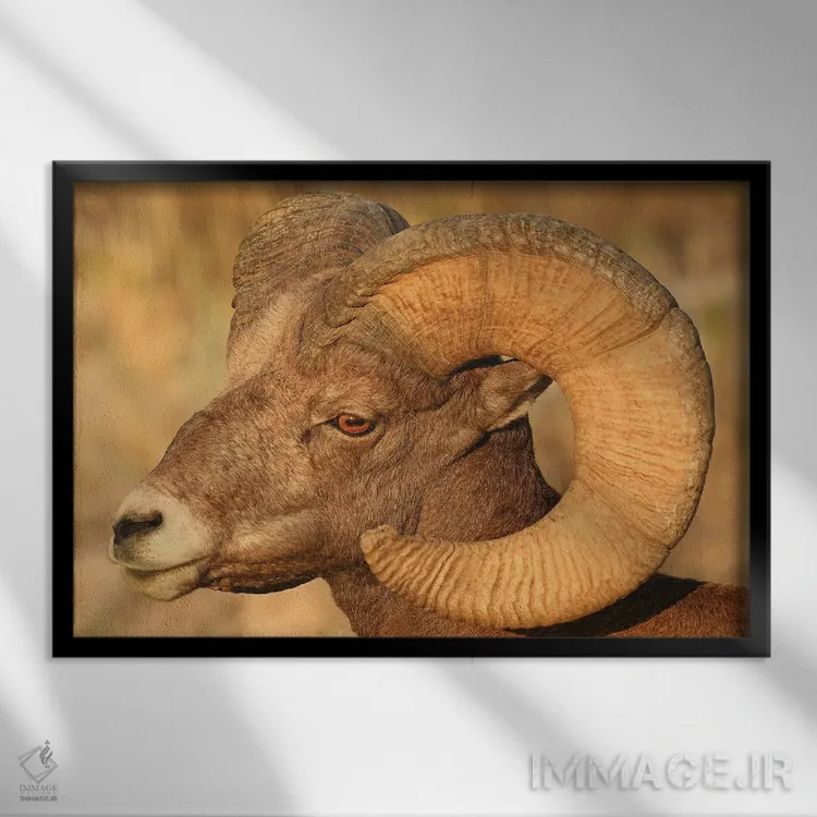 تابلو نمای سر قوچ شاخبزرگ اثر برایان ولف - نمای قابدار مشکی