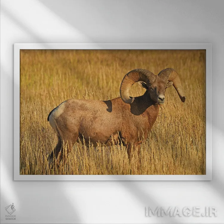 تابلو نمای نیمرخ قوچ شاخبزرگ اثر برایان ولف - نمای قابدار سفید