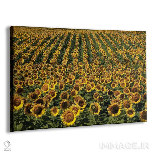 تابلو آفتابگردانهای بیپایان اثر برایان ولف - نمای پرسپکتیو محصول