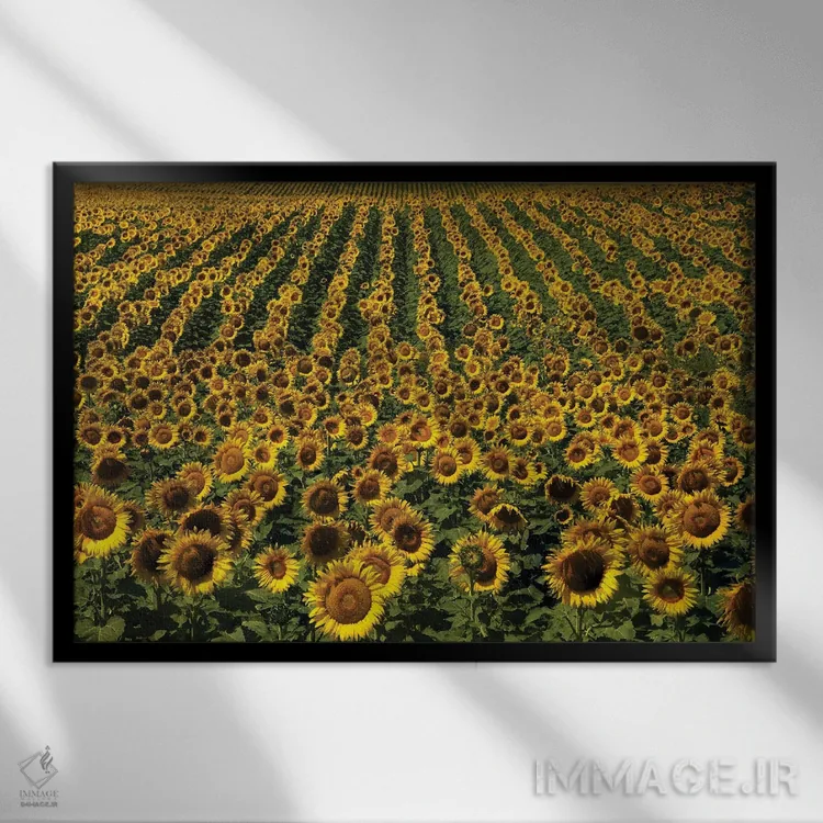 تابلو آفتابگردانهای بیپایان اثر برایان ولف - نمای قابدار مشکی