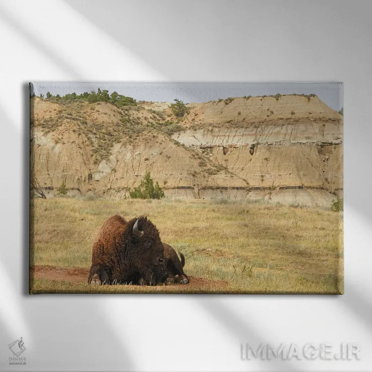 تابلو بیزون در پارک ملی تئودور روزولت اثر برایان ولف - نمای روبهرو روی دیوار