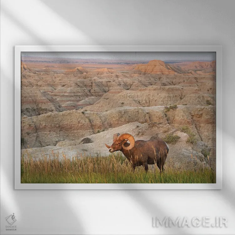 تابلو قوچ شاخبزرگ در طلوع آفتاب اثر برایان ولف - نمای قابدار سفید