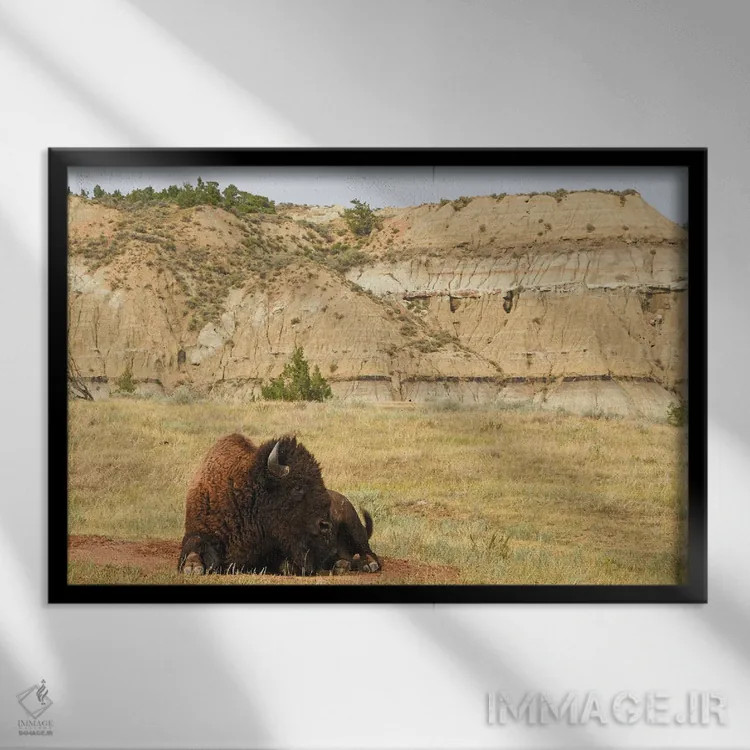 تابلو بیزون در پارک ملی تئودور روزولت اثر برایان ولف - نمای قابدار مشکی
