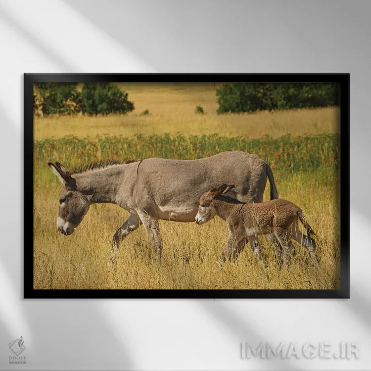 تابلو الاغ و کرهاسب اثر برایان ولف - نمای قابدار مشکی