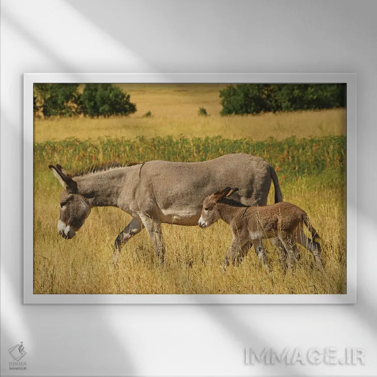 تابلو الاغ و کرهاسب اثر برایان ولف - نمای قابدار سفید