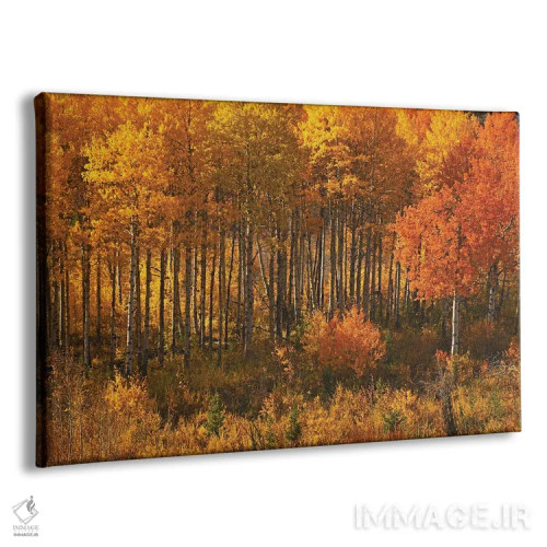 تابلو صنوبرها در بزرگراه چیف جوزف اثر برایان ولف - نمای پرسپکتیو محصول