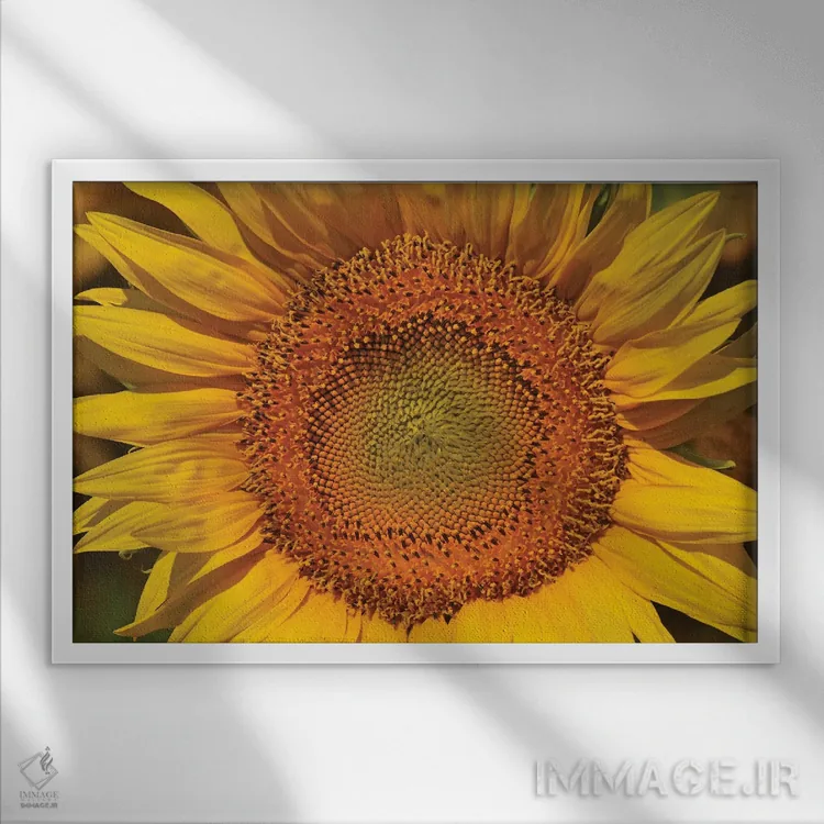 تابلو انفجار آفتابگردان اثر برایان ولف - نمای قابدار سفید