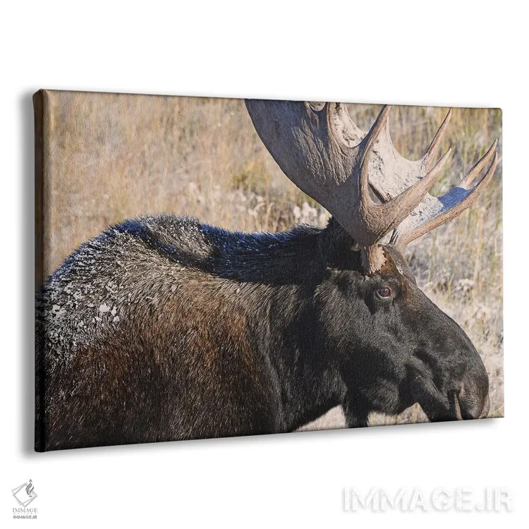 تابلو نمای نیمرخ گوزن شمالی نر اثر برایان ولف - نمای پرسپکتیو محصول