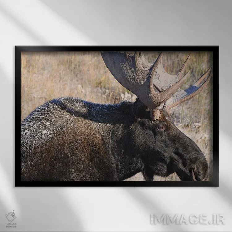 تابلو نمای نیمرخ گوزن شمالی نر اثر برایان ولف - نمای قابدار مشکی