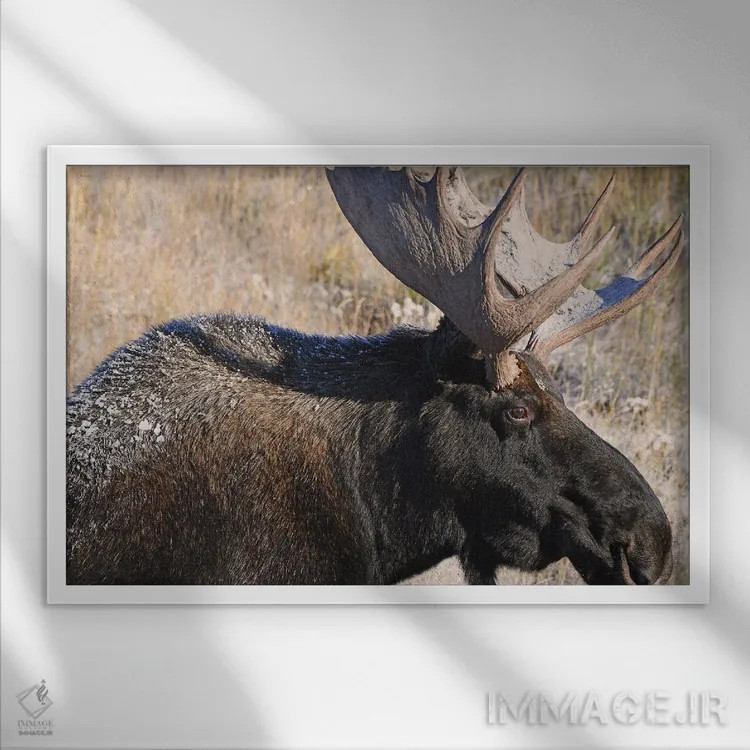 تابلو نمای نیمرخ گوزن شمالی نر اثر برایان ولف - نمای قابدار سفید