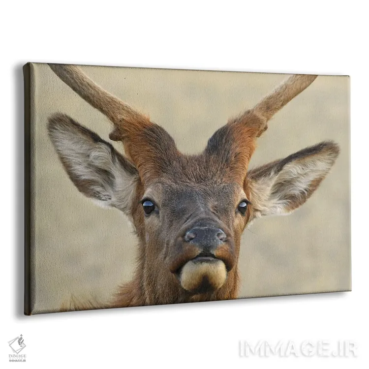 تابلو گوزن نر جوان (اسپایک) اثر برایان ولف - نمای پرسپکتیو محصول
