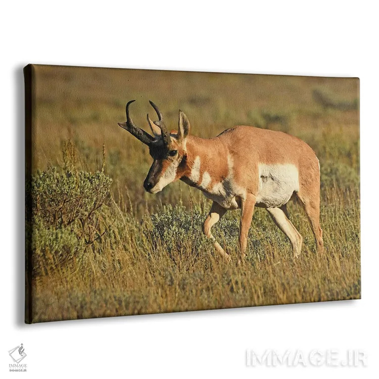 تابلو آنتیلپ پرونگهورن نر اثر برایان ولف - نمای پرسپکتیو محصول