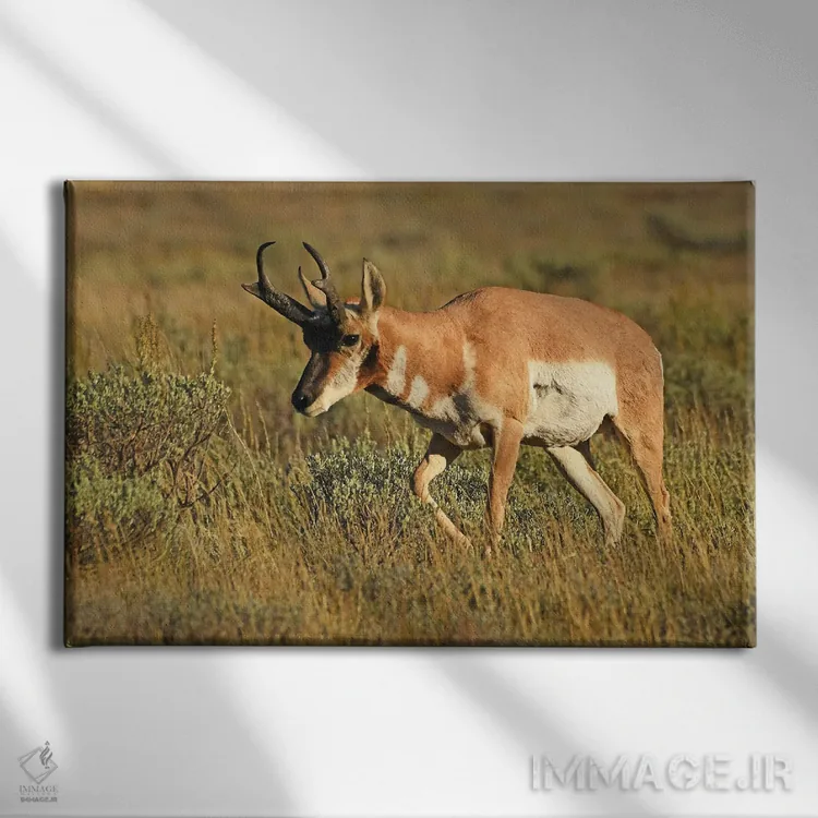 تابلو آنتیلپ پرونگهورن نر اثر برایان ولف - نمای روبهرو روی دیوار