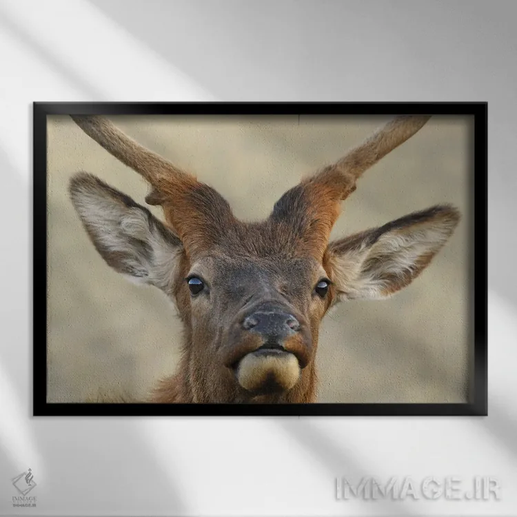 تابلو گوزن نر جوان (اسپایک) اثر برایان ولف - نمای قابدار مشکی