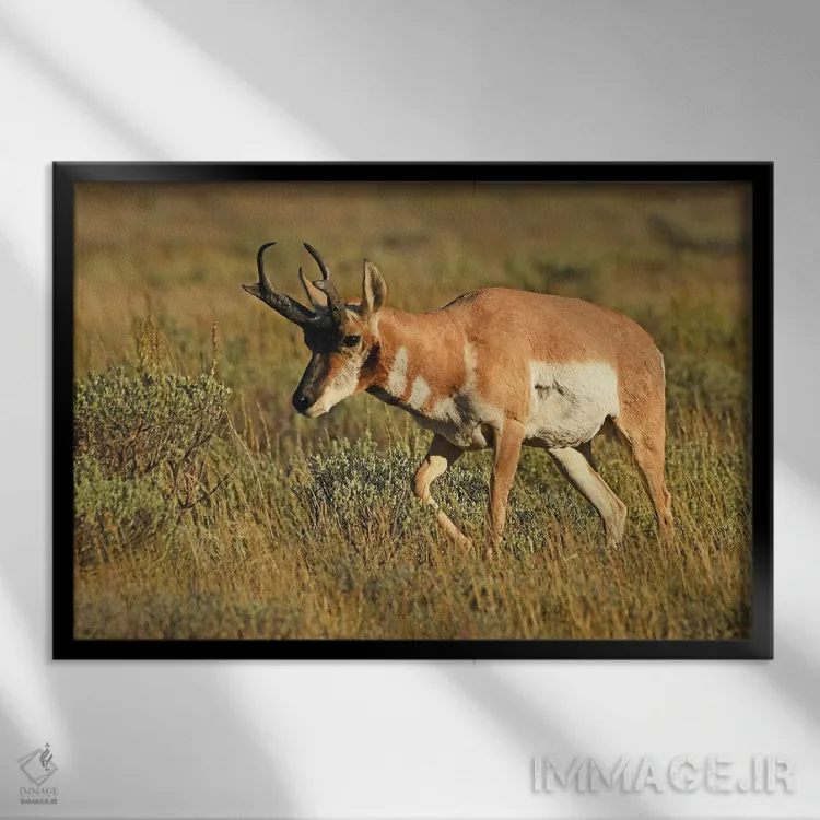 تابلو آنتیلپ پرونگهورن نر اثر برایان ولف - نمای قابدار مشکی
