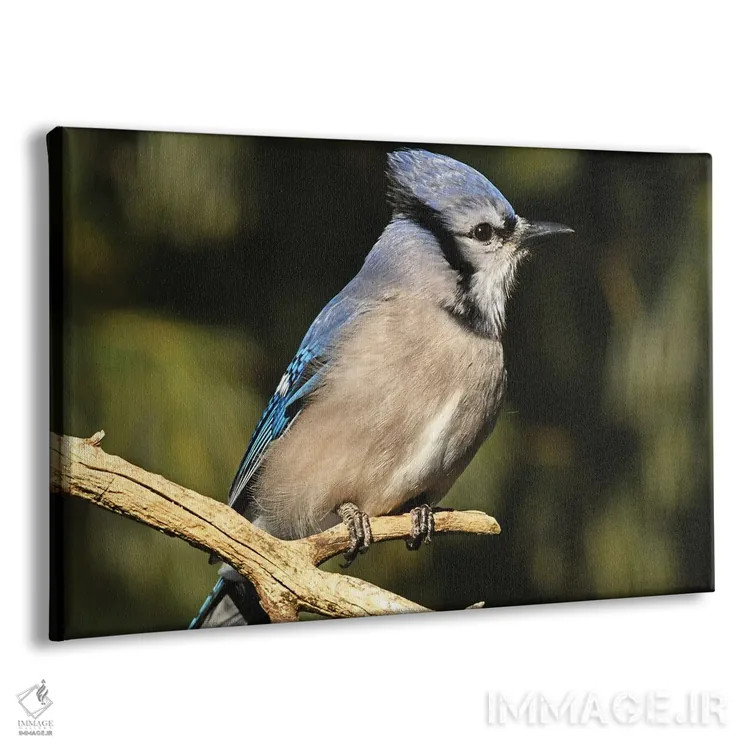 تابلو نمای نیمرخ جی آبی (پرنده) اثر برایان ولف - نمای پرسپکتیو محصول