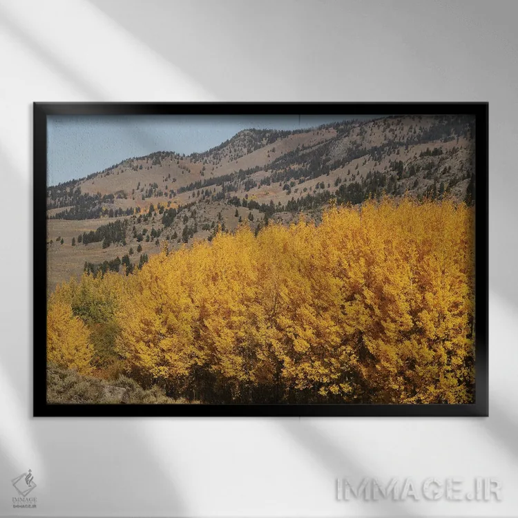 تابلو جنگل کوچک صنوبر در دره لامار اثر برایان ولف - نمای قابدار مشکی