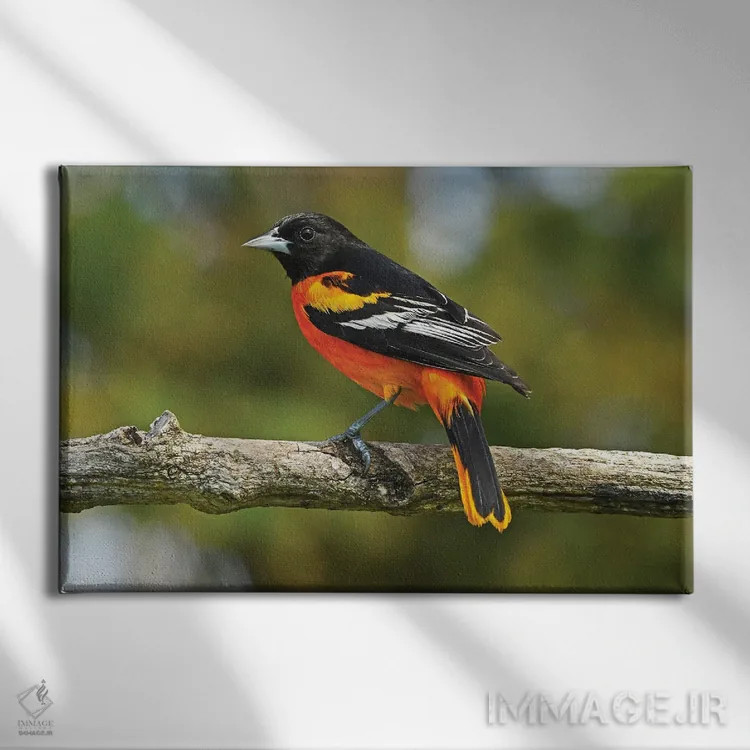 تابلو نمای نیمرخ قرقی بالتیمور (نوعی پرنده) اثر برایان ولف - نمای روبهرو روی دیوار