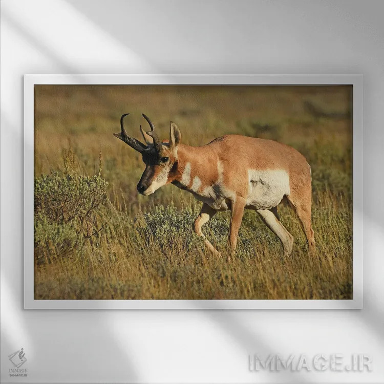 تابلو آنتیلپ پرونگهورن نر اثر برایان ولف - نمای قابدار سفید