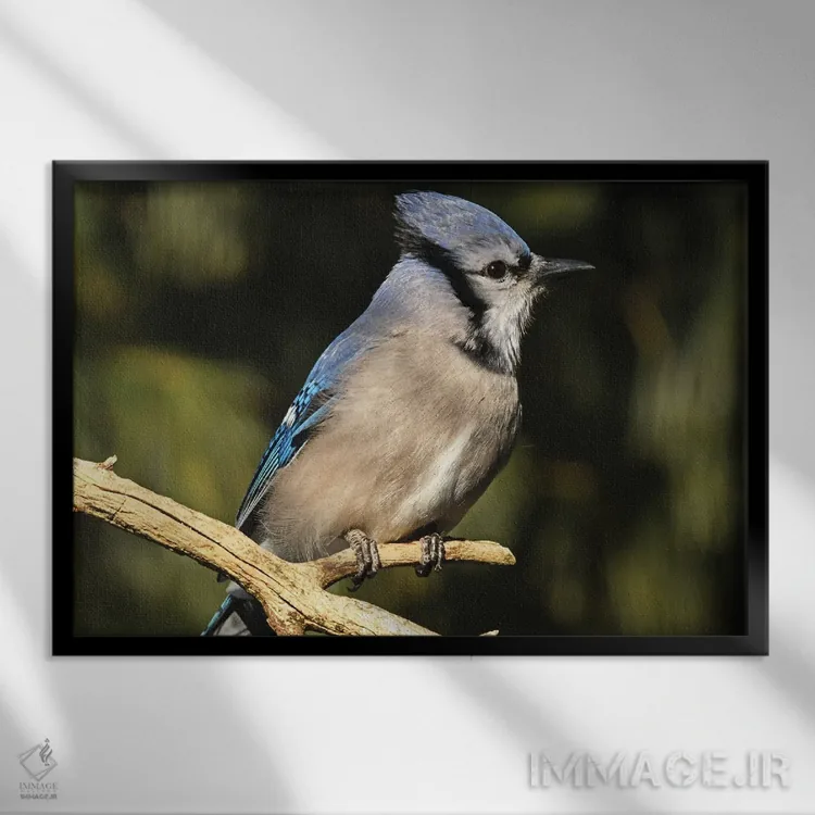 تابلو نمای نیمرخ جی آبی (پرنده) اثر برایان ولف - نمای قابدار مشکی