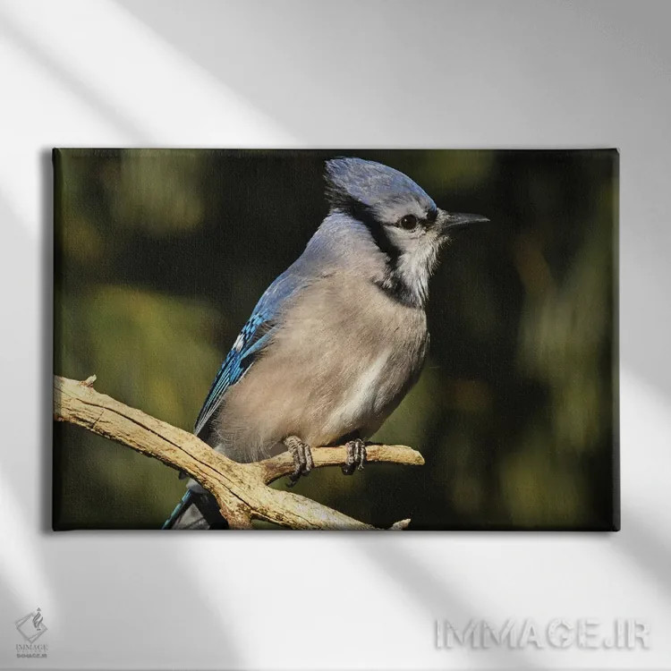 تابلو نمای نیمرخ جی آبی (پرنده) اثر برایان ولف - نمای روبهرو روی دیوار